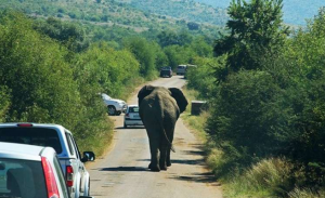 فيل غاضب يهاجم سيارة مليئة بالركاب في سيريلانكا ( فيديو )