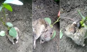 في الهند .. مزارعون يعثرون على فأر نمت في ظهره نبتة ! ( فيديو )
