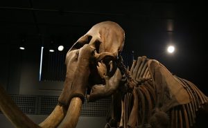 العثور على هيكل عظمي لفيل عمره 3 ملايين عام بالجزائر