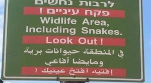 بلدية ” إسرائيلية ” تقع بخطأ لغوي يثير سخرية العرب