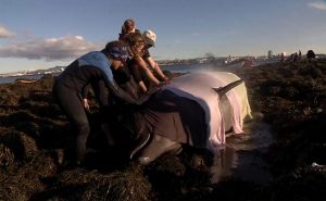 محاولة إنقاذ حوتين على أحد شواطئ آيسلندا ( فيديو )
