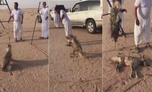 سعوديون يصطادون حيوانات برية نادرة بالرصاص و يأكلونها ( فيديو )