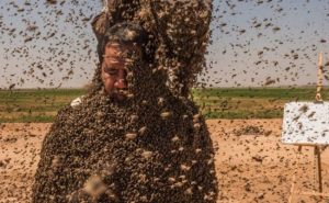 مواطن سعودي يستعد لدخول ” موسوعة غينيس ” بأثقل عباءة من النحل