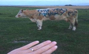 رجل إسكتلندي يستعين ببقرة في طلب يد حبيبته للزواج !