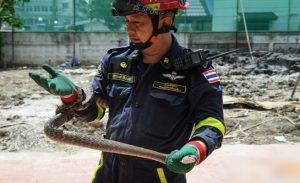 وحدة إطفاء في بانكوك تتحول إلى فرقة لالتقاط الأفاعي ( فيديو )
