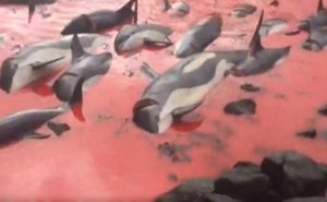 ذبح عشرات الدلافين و الحيتان باستخدام سكين في جزر فارو ( فيديو )