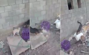 السعودية : القبض على معذب القطط بالكلاب في المدينة المنورة ( فيديو )