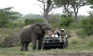 جنوب أفريقيا : فيل هائج يسحق سيارة مليئة بالسياح ( فيديو )