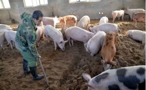 حمى الخنازير الأفريقية تصيب مزرعة صينية كبيرة مع تنامي المخاطر