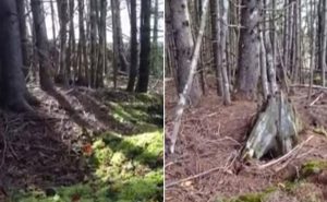في كندا .. غابة تتنفس مثل كائن حي ! ( فيديو )
