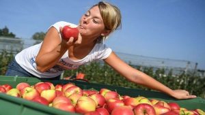 علماء : قشور التفاح قادرة على محاربة أخطر أمراض العصر