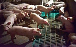الصين تقضي على 100 ألف خنزير لمكافحة ” حمى الخنازير “