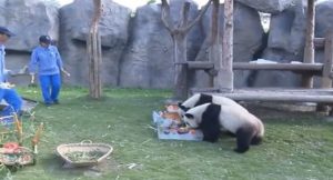 احتفال كبير بعيد ميلاد اثنين من حيوان الباندا في الصين ( فيديو )