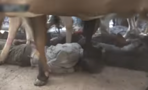 أبقار تدهس العشرات من الهندوس لتطهرهم من الذنوب ! ( فيديو )