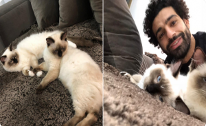 اللاعب المصري محمد صلاح ينشر تغريدة حول القطط و الكلاب