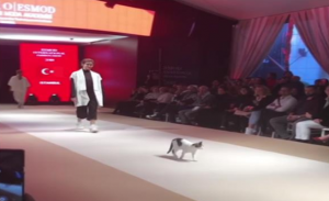 ” قطة ” تخطف الأنظار من عارضات الأزياء في تركيا ( فيديو )