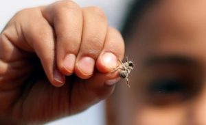 اكتشاف أول نحلة لأبوين و بلا أم !