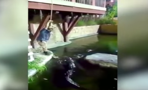 في أمريكا .. رجل يسقط في حوض التماسيح ! ( فيديو )