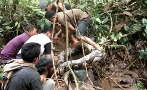 في أندونيسيا .. رجل يصارع ثعباناً ضخماً يصل طوله إلى 8 أمتار ( فيديو )