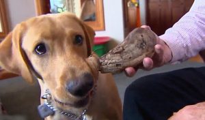 أمريكا : كلب يعثر على أسنان عمرها 12 ألف عام