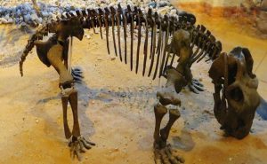 الأرجنتين : اكتشاف بقايا ” حيوان كسول ” عاش قبل 700 ألف عام