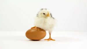 لأول مرة في العالم .. طرح ” البيض المنقذ ” للبيع ! ( فيديو )