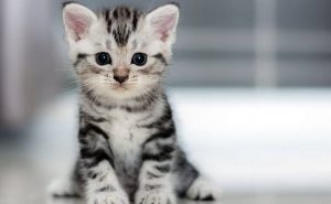 بريطانيا تحظر بيع القطط و الكلاب الصغيرة في متاجر الحيوانات