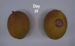 إنتاج ملصقات ثورية تمنع فساد الفاكهة و الخضار ( فيديو )