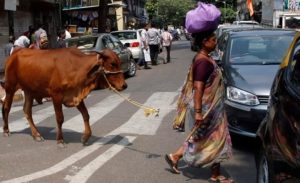 الهند : مقتل مسلم على يد عصابة بزعم سرقة أبقار
