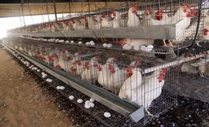 علماء يدخلون تعديلاً وراثياً على الدجاج لإنتاج بيض يعالج من السرطان