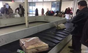 ليبيا : شحن “ غزال ” مع حقائب المسافرين بأحد المطارات يثير الجدل