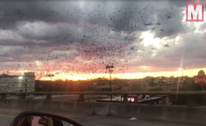 آلاف الطيور تحجب الشمس عن مدينة أوستن الأمريكية ( فيديو )
