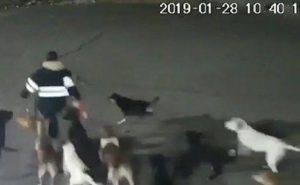 كلاب شاردة تطارد امرأة مكسيكية و تقتلها ( فيديو )
