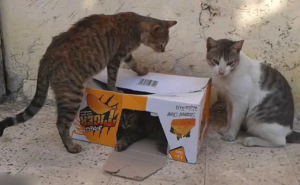 مصر : قطط جائعة تلتهم جثة مربيها المسن