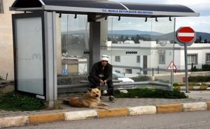 في تركيا .. كلب ينتظر أصحابه عاماً كاملاً بنفس المكان !