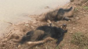 تركيا : العثور على جثث 3 نساء سوريات ملقاة في نهر وسط ظروف غامضة ( فيديو )