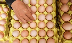 باحثون يستخلصون أدوية جديدة من البيض