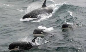 اكتشاف نوع جديد من الحيتان القاتلة .. و نهاية عقود من ” الشك “
