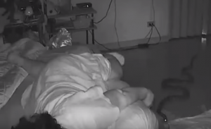 في تايلاند .. ثعبان ينسل إلى غرفة مسنة ليلدغها و هي نائمة ( فيديو )