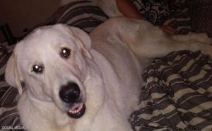 أمريكا : كلب يفقد حياته لإنقاذ أسرة انتشلته من الهلاك