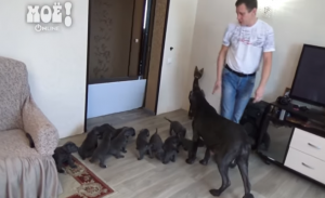 روسيا : كلبة تدخل ” موسوعة غينيس ” الروسية بولادة 19 جرواً دفعة واحدة ( فيديو )