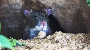 لماذا يجب قتل الفئران حول العالم ؟
