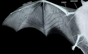 الخفاش يلهم العلماء لتصميم الجيل القادم من أجنحة الطائرات