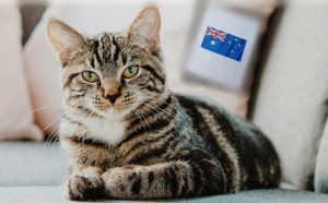 أستراليا تقتل مليوني قطة .. و عاصفة غضب عالمية