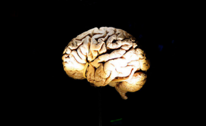 كم من الوقت يبقى الدماغ واعياً بعد قطع الرأس ؟