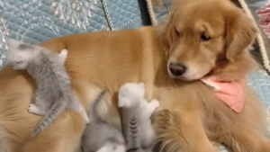 كلب يصادق قططاً حديثة الولادة ( فيديو )