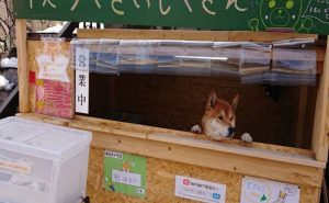 ” كلب ” يدير كشكاً للبطاطس الحلوة في اليابان ! ( فيديو )