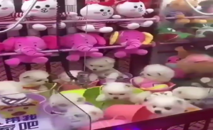 فضيحة في اليابان .. وضع جراء ” حية ” في ماكينات القمار كجائزة ! ( فيديو )