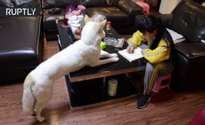 صيني يدرب كلبه على مراقبة ابنته للتأكد من أنها تؤدي واجبها المدرسي ! ( فيديو )