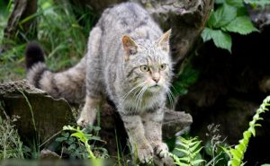 القط الإنكليزي ” الشرس ” يعود بعد 150 عاماً من إعلان انقراضه